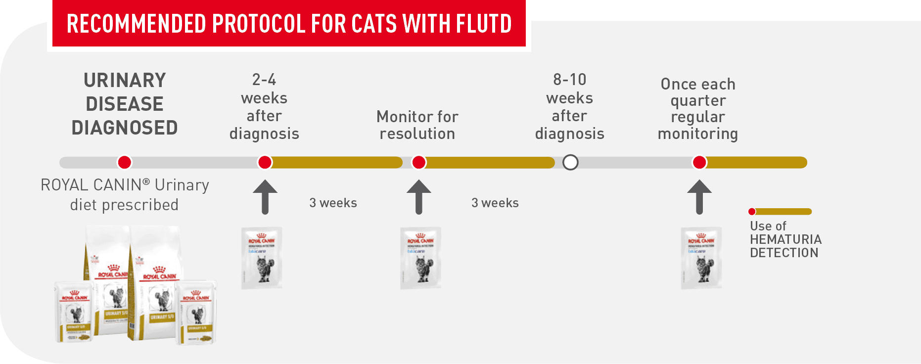 Recommended protocol for cats with FLUTD